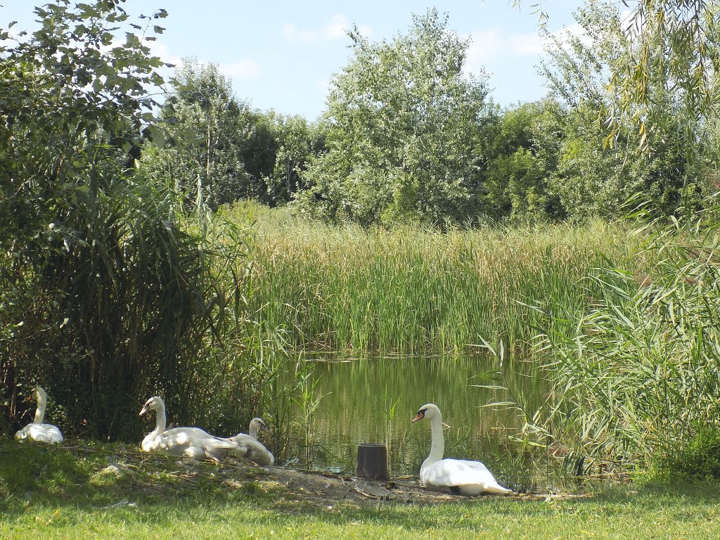 Dunaharaszti Ráckevei Soroksári Duna